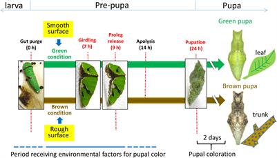 Molecular Mechanisms Underlying Pupal Protective Color Switch in Papilio polytes Butterflies